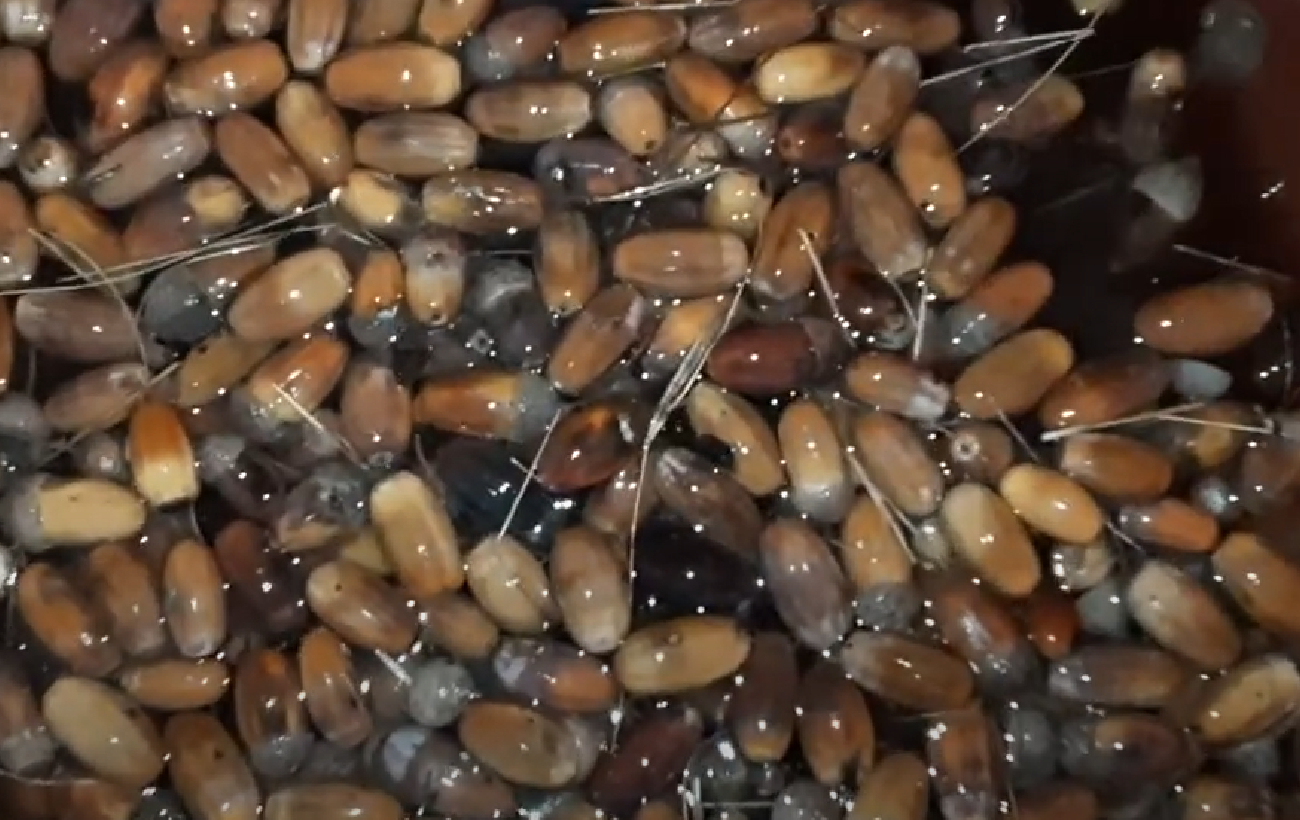 Не только для декора: вот, как вырастить дуб из желудя в домашних условиях